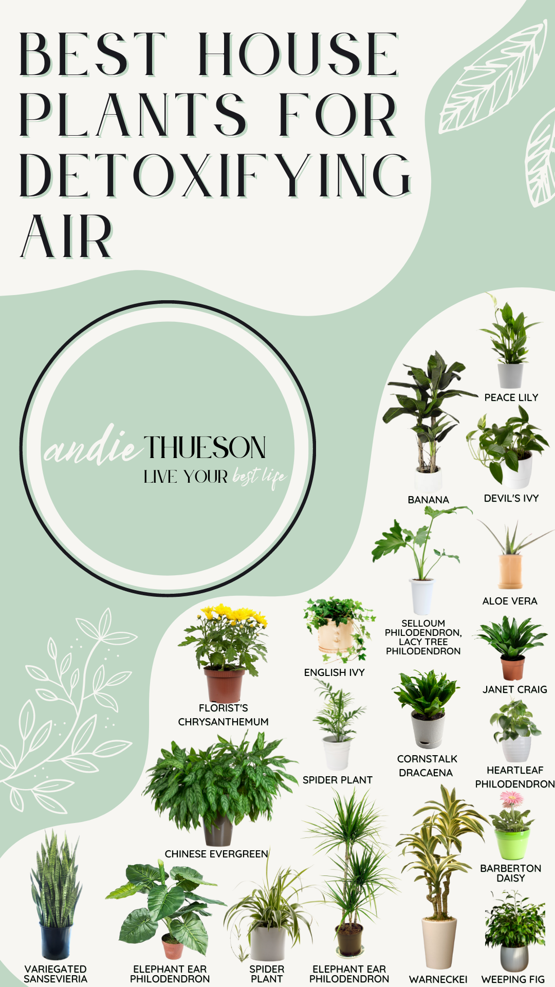 Best House Plants to Detoxify Your Air